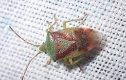 How to Get Rid of Stink Bugs Naturally At Home